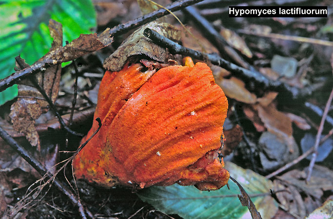 Hypomyces lactifluorum